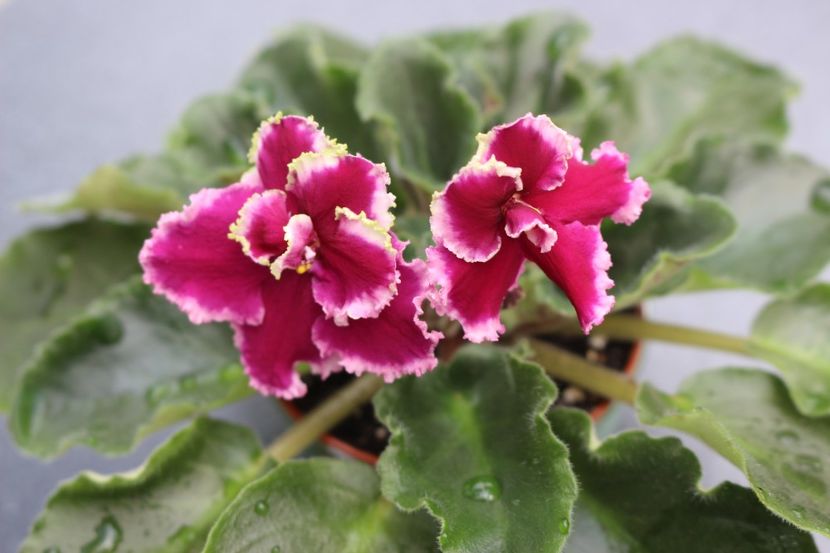 Ognennye Motylki - Ognennye Motylki