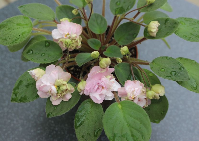 Pink Mint - Pink Mint