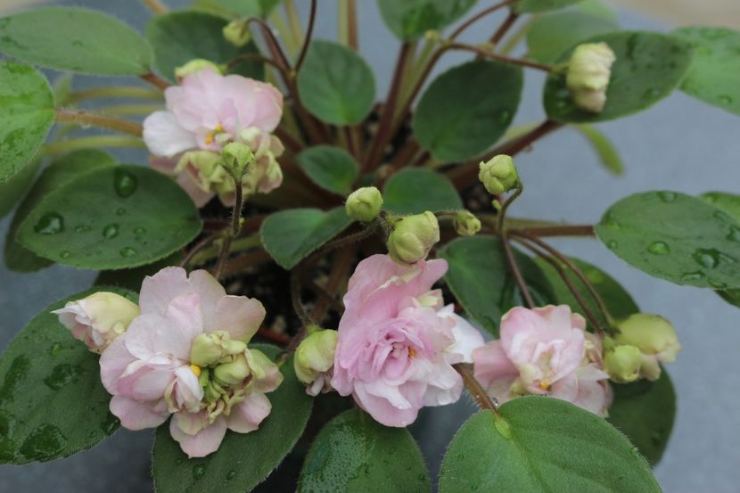 Pink Mint - Pink Mint