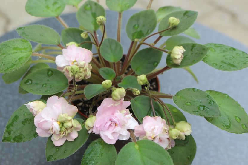 Pink Mint - Pink Mint