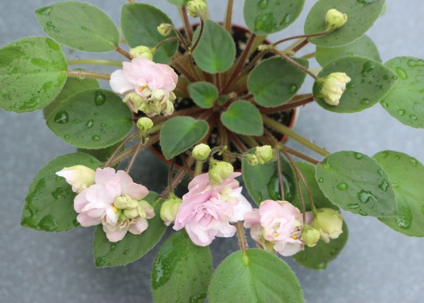 Pink Mint - Pink Mint