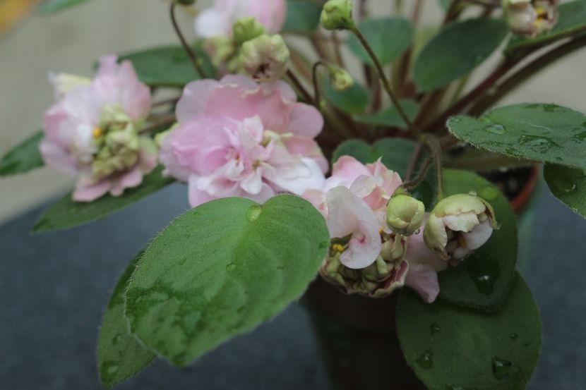 Pink Mint - Pink Mint