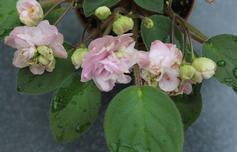 Pink Mint - Pink Mint