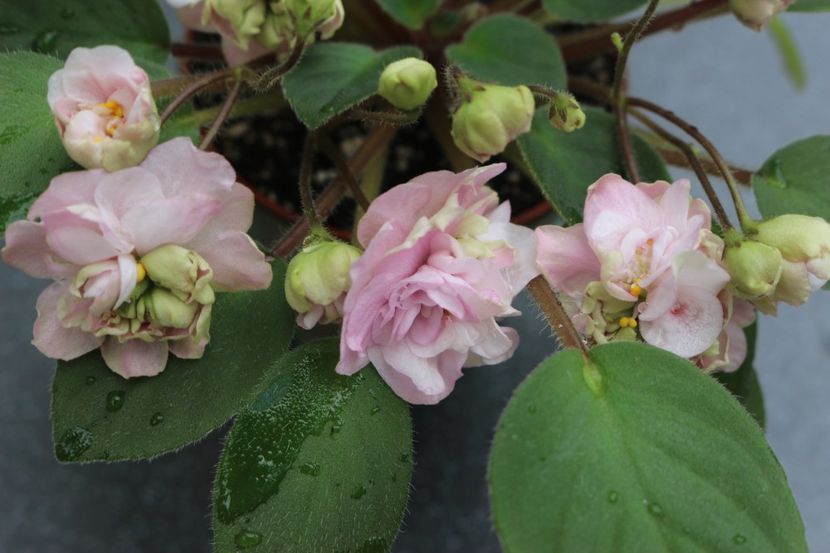 Pink Mint - Pink Mint