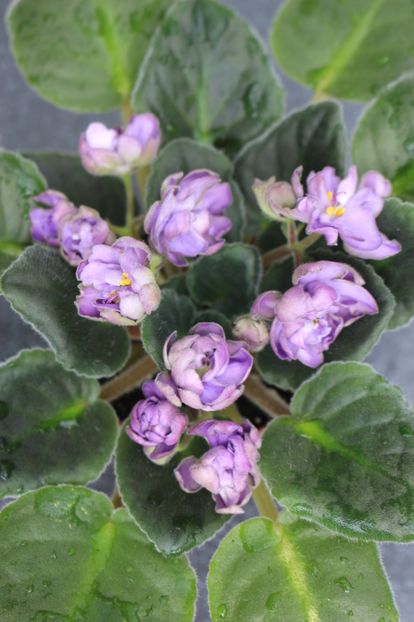 TV - Dikaya Sliva - TV - Dikaya Sliva