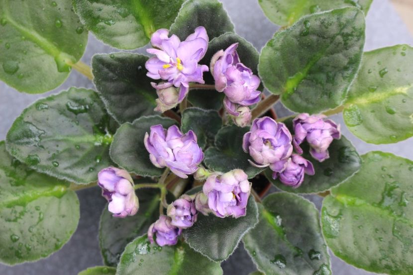 TV - Dikaya Sliva - TV - Dikaya Sliva