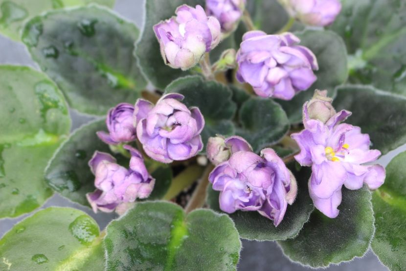 TV - Dikaya Sliva - TV - Dikaya Sliva