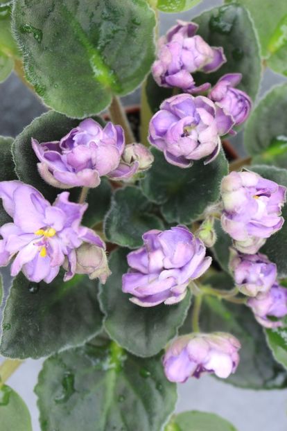 TV - Dikaya Sliva - TV - Dikaya Sliva