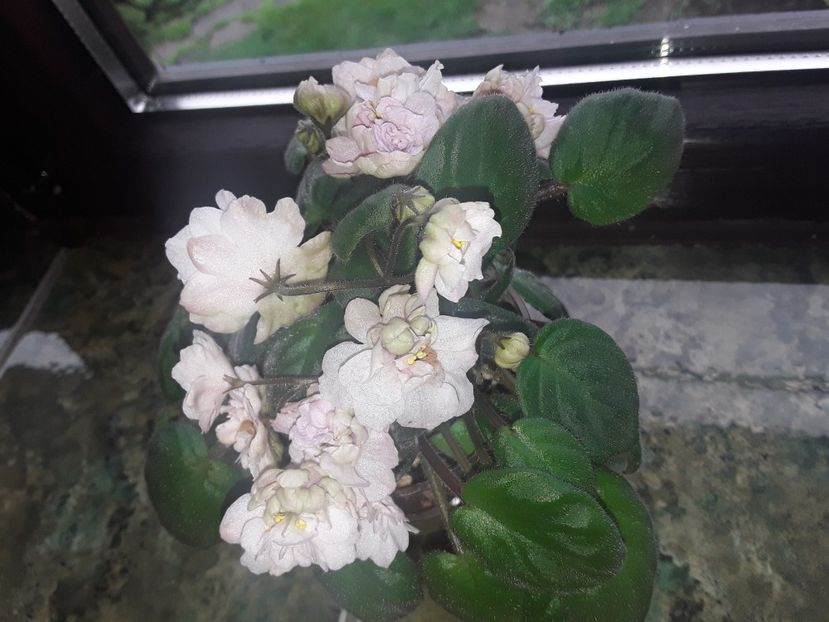  - Pink Mint