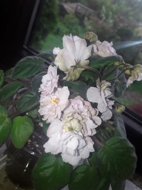  - Pink Mint