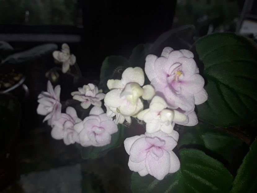  - Rob s Vanilla Trail