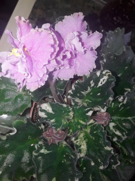  - Gemcraft Pink Pearl