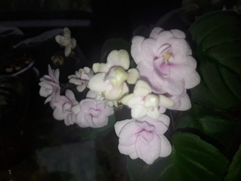  - Violete de colecție cand nu poti sa te oprești 2018aprilie