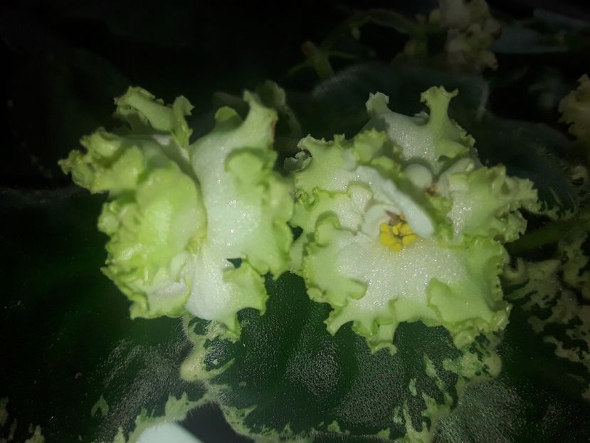  - Violete de colecție cand nu poti sa te oprești 2018aprilie