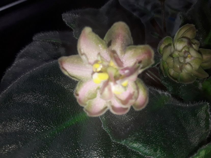  - Violete de colecție cand nu poti sa te oprești 2018aprilie