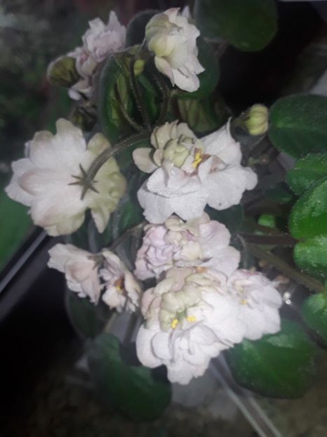 Pink Mint - Violete de colecție cand nu poti sa te oprești 2018aprilie