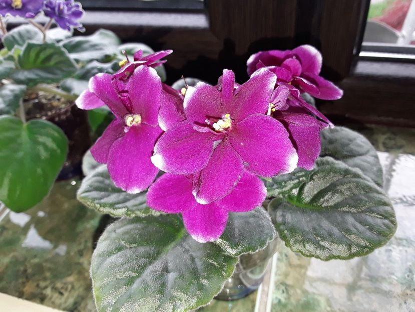 RS Milord - Violete de colecție cand nu poti sa te oprești 2018aprilie