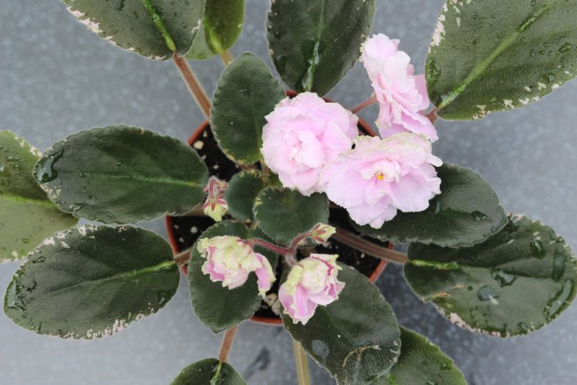 Wrangler's Jealous Heart - Wrangler s Jealous Heart