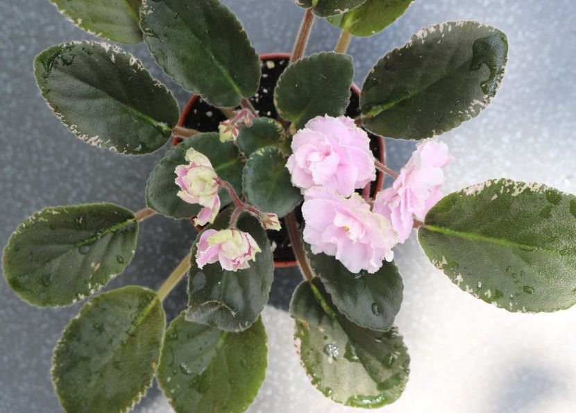 Wrangler's Jealous Heart - Wrangler s Jealous Heart