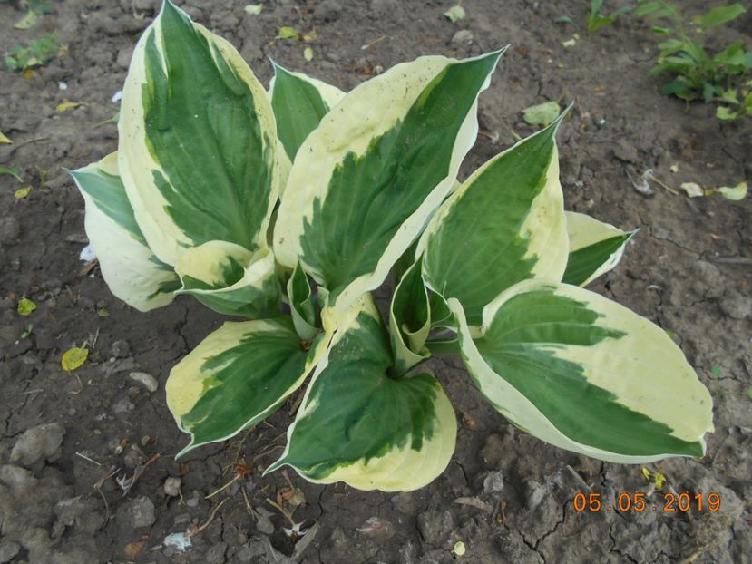 Patriot - 2Azalee-rhododendroni-hortensii-hoste 2019