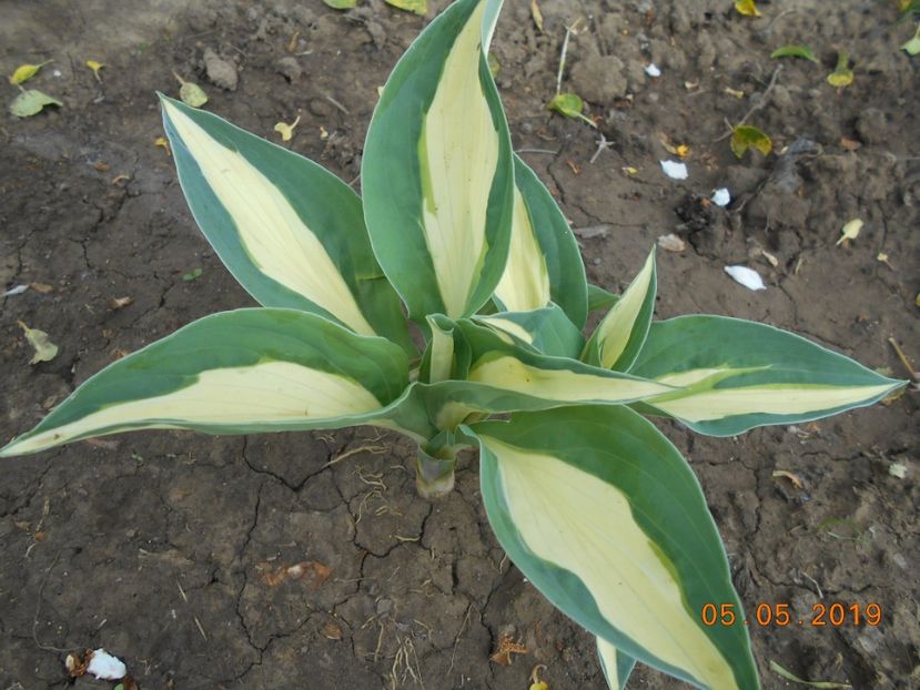 Sting - 2Azalee-rhododendroni-hortensii-hoste 2019