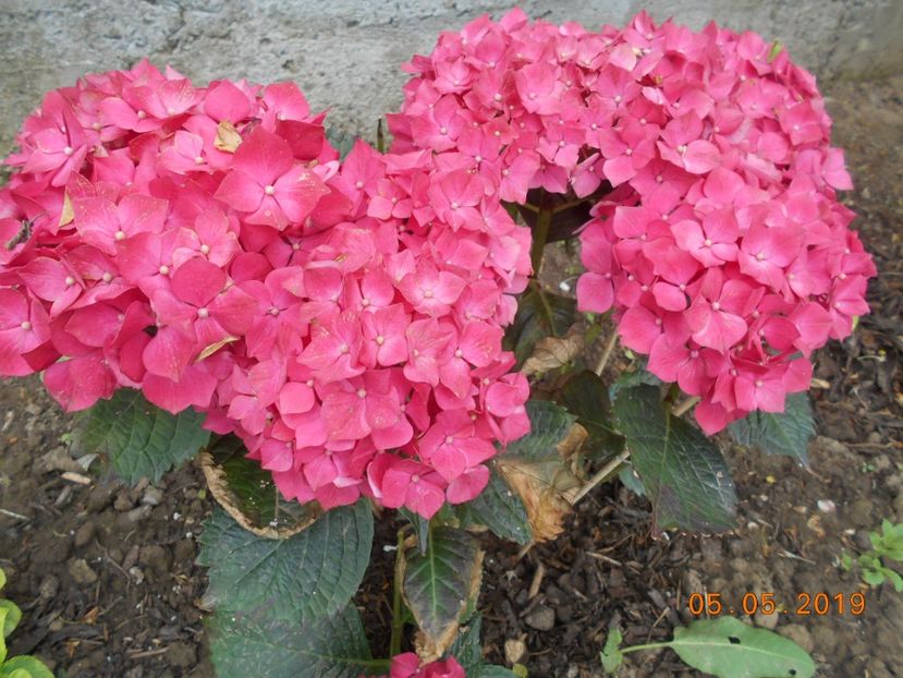  - 2Azalee-rhododendroni-hortensii-hoste 2019