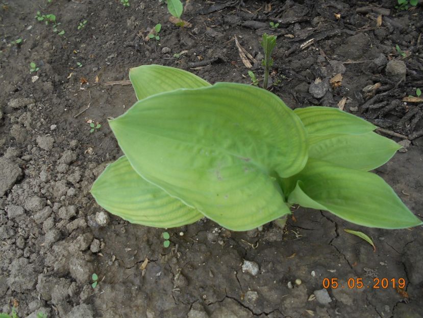 Guacamole - 2Azalee-rhododendroni-hortensii-hoste 2019