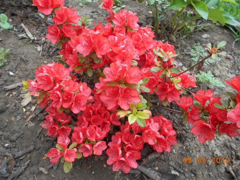 Orange Beauty - 2Azalee-rhododendroni-hortensii-hoste 2019
