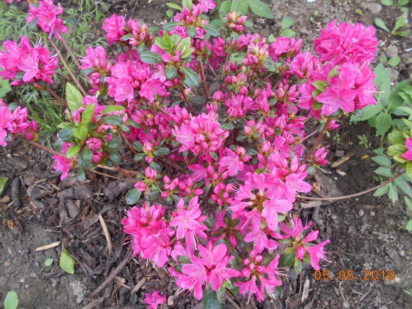 Kermesina - 2Azalee-rhododendroni-hortensii-hoste 2019