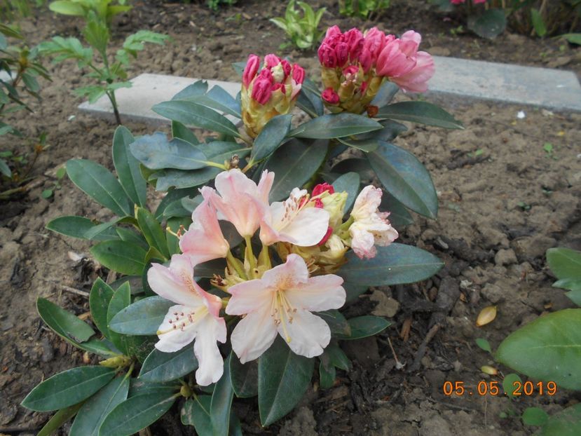  - 2Azalee-rhododendroni-hortensii-hoste 2019