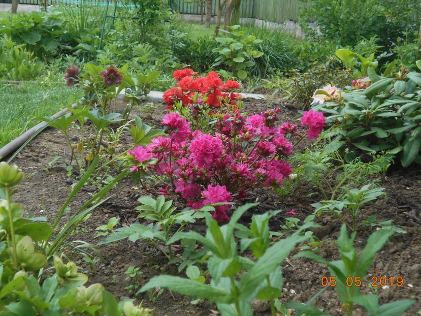  - 2Azalee-rhododendroni-hortensii-hoste 2019