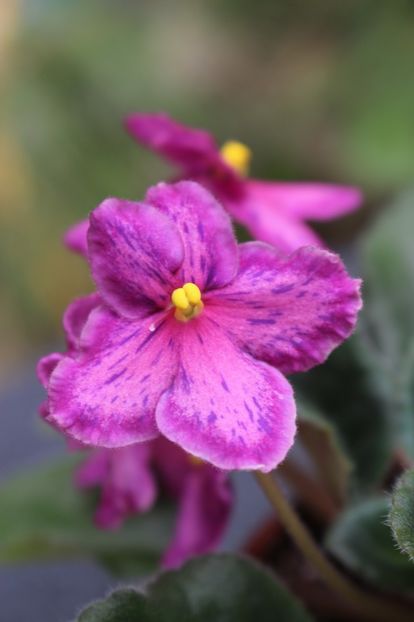 Sunset Kiss - Sunset Kiss