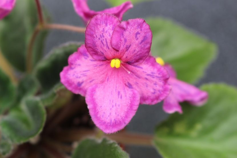 Sunset Kiss - Sunset Kiss