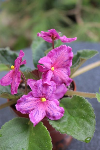 Sunset Kiss - Sunset Kiss