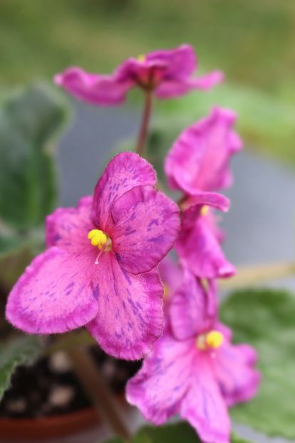 Sunset Kiss - Sunset Kiss