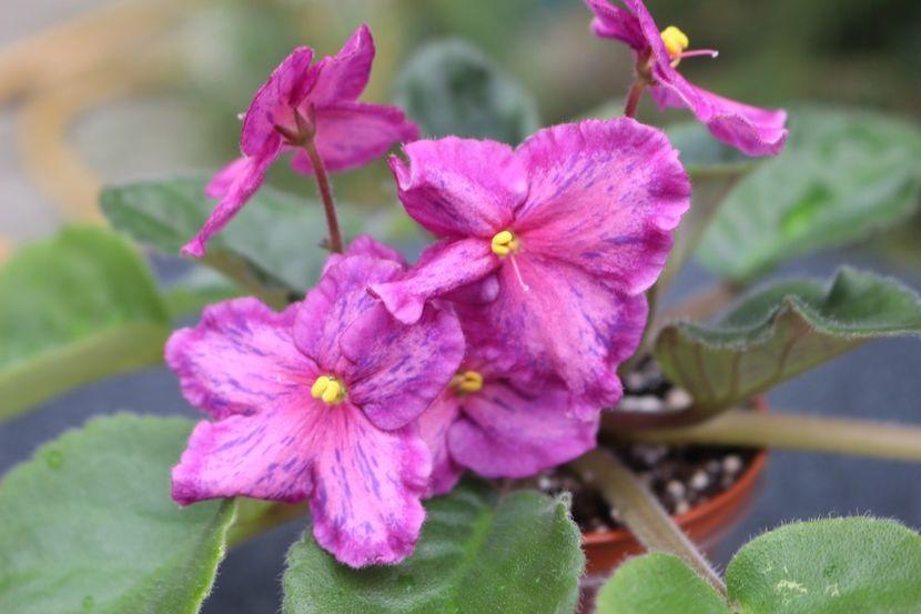 Sunset Kiss - Sunset Kiss