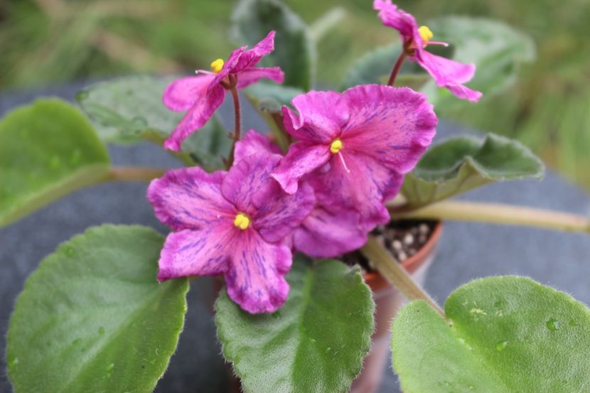 Sunset Kiss - Sunset Kiss