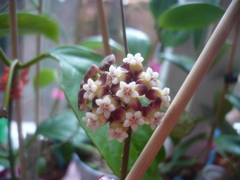 05.05.2019 - HOYA 2019