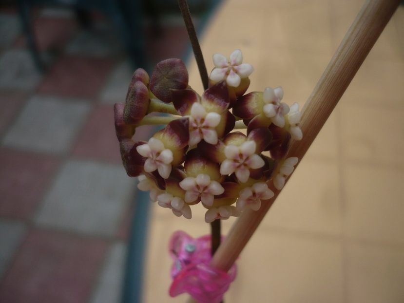 P1400983 - HOYA 2019