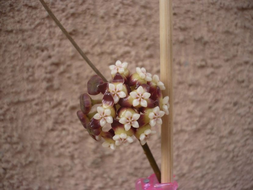 P1400986 - HOYA 2019