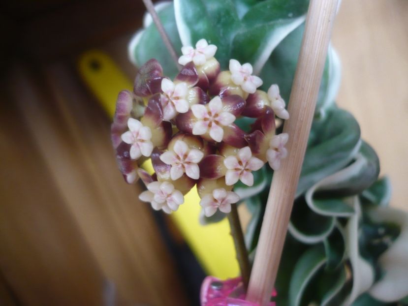 P1400988 - HOYA 2019