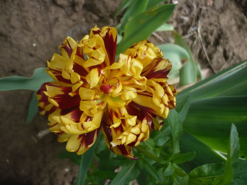 P1400991 - GRADINA 2019