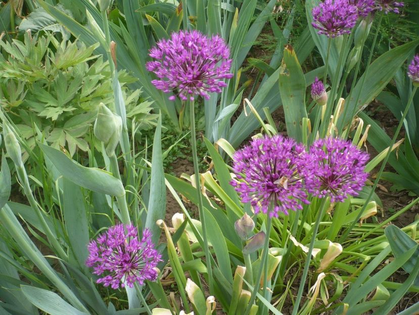 P1400994 - GRADINA 2019