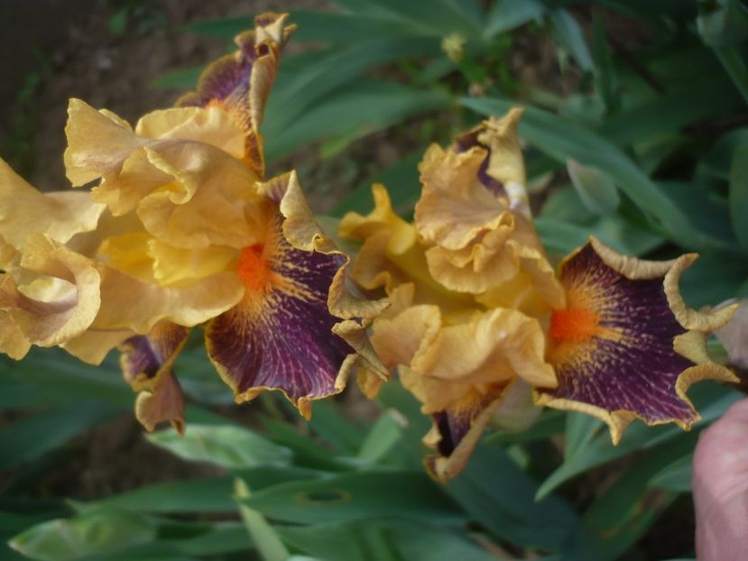 P1400998 - GRADINA 2019