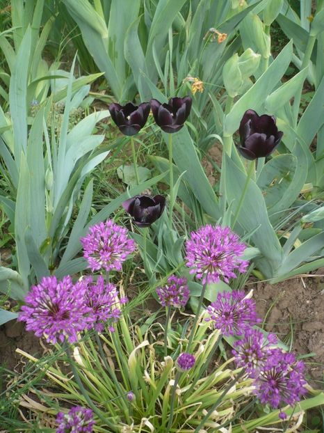 P1400999 - GRADINA 2019