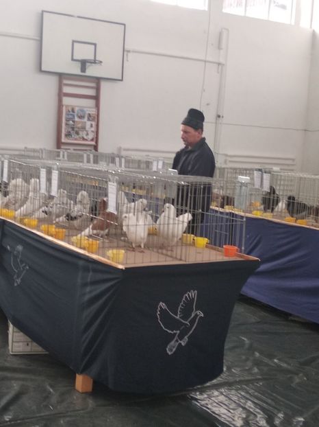  - Porumbei expozitie