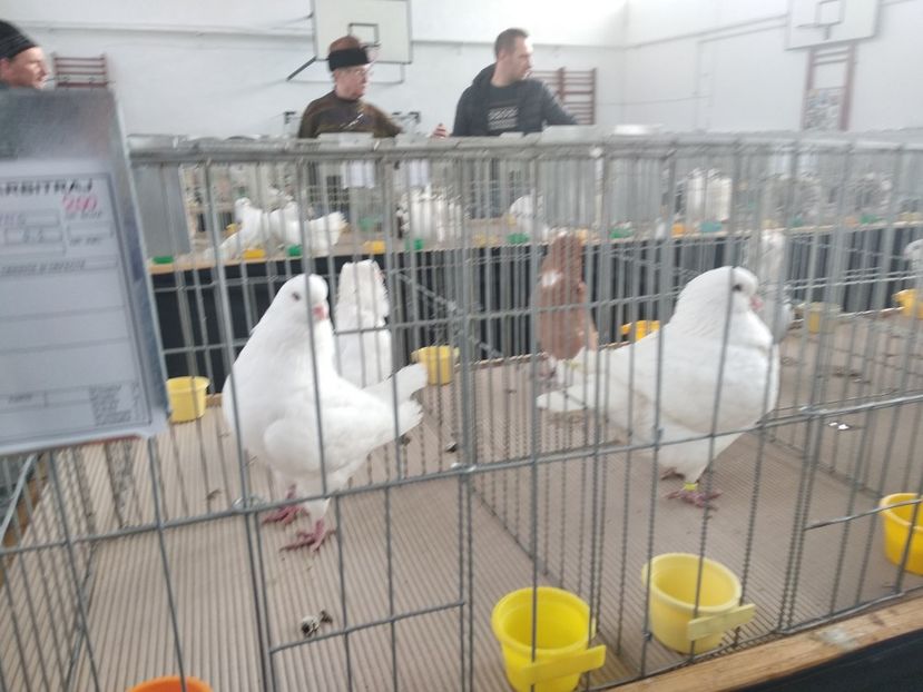  - Porumbei expozitie