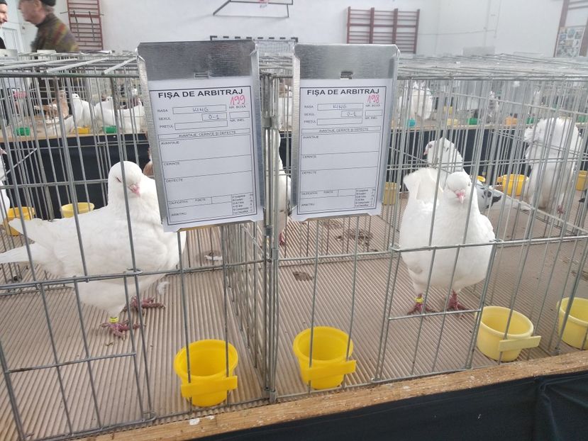  - Porumbei expozitie