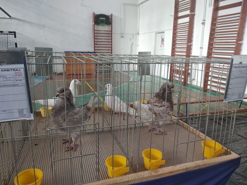  - Porumbei expozitie