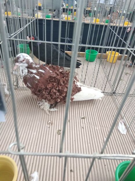  - Porumbei expozitie